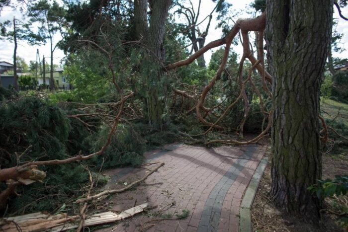 drzewa, las, straty w lasach, Lasy Państwowe, pogoda, wichura, Enea