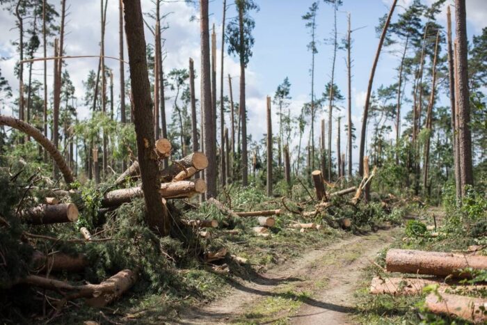 drzewa, burza, wichura, wiatr zniszczył las, Lasy Państwowe, drewno, zniszczenia