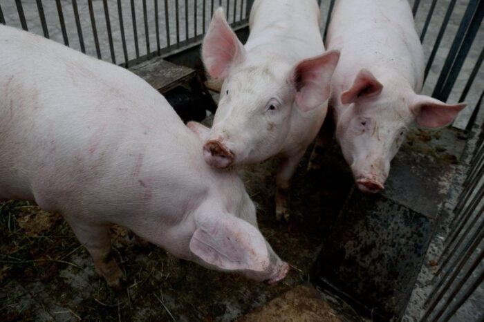 wieprzowina, ceny wieprzowiny, świnie, pogłowie świń w polsce, trzoda chlewna