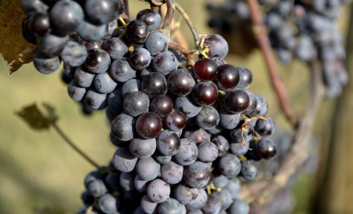 winiarstwo, winnice, produkcja winogron, produkcja wina, uprawa winorośli