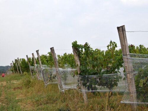 lubuskie, winiarstwo, winnice, produkcja winogron, produkcja wina, agrobiznes, ekożywność