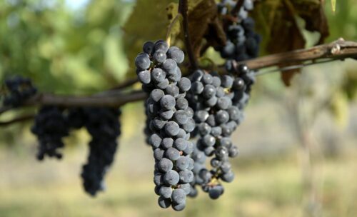 winobranie 2017, zielona góra, produkcja wina, festiwal wina, święto wina