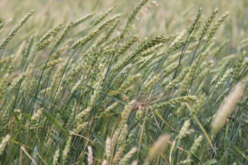 zboża, pszenica, jęczmień, rzepak, ceny zbóż, popyt na zboża