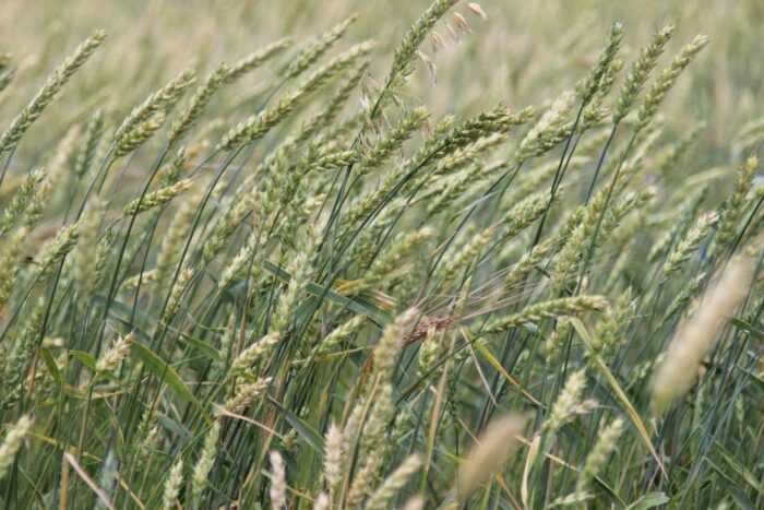 zboża, pszenica, jęczmień, rzepak, ceny zbóż, popyt na zboża