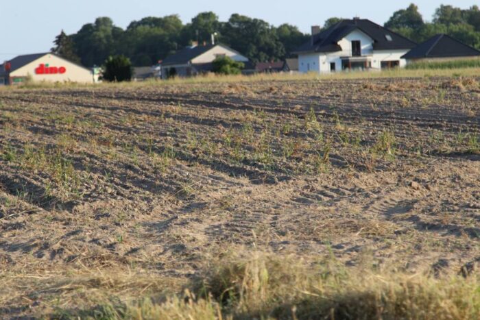 zboża, cykl konferencji, Polskie zboża - najlepsza i bezpieczna żywność