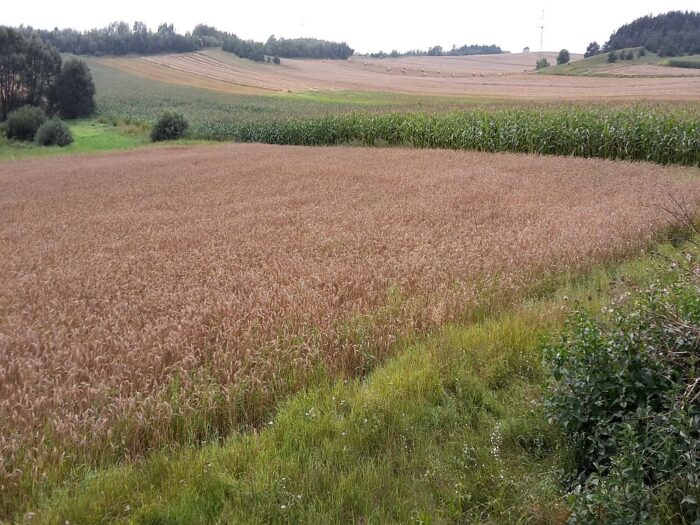 bezumowne użytkowanie ziemi, kowr, dzierżawa ziemi, Krajowy Ośrodek Wsparcia Rolnictwa