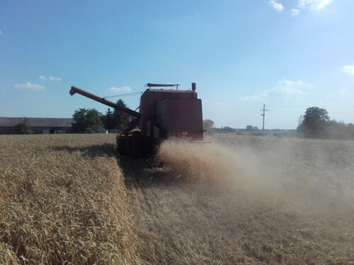 kombajn, pszenica, pole