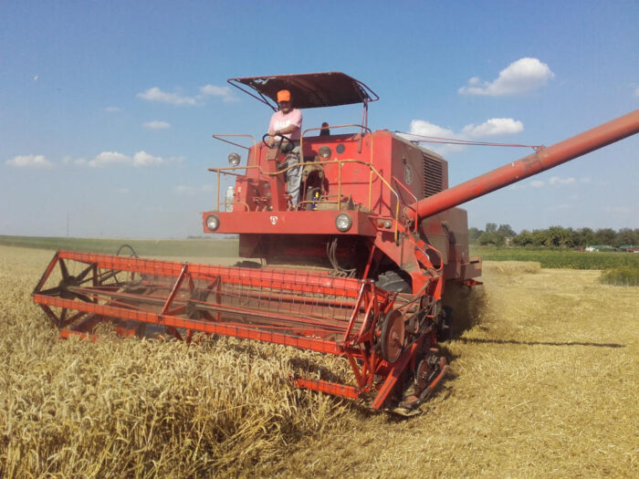 szacunki zbiorów GUS, zbiory zbóż w 2019 roku, zbiory rzepaku, plony, powierzchnia zasiewów, areał uprawy