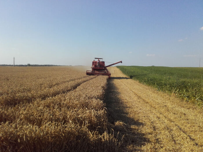 pszenica, kombajn, zbiór