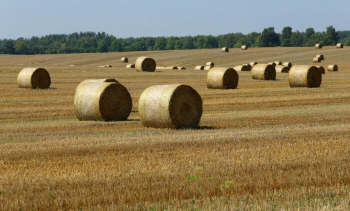 żniwa, zbiory zbóż, świętokrzyskie, zboża jare, zboża ozime, pszenica, żyto, jęczmień