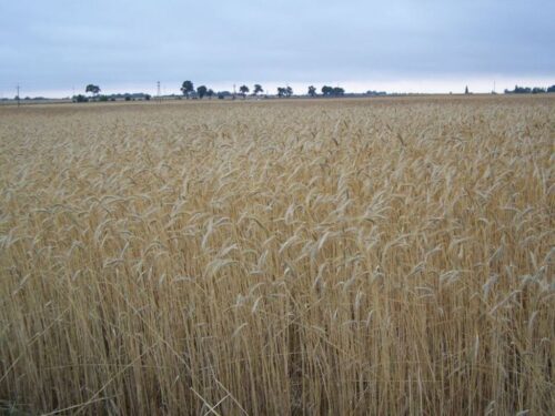 żyto, rynek zbóż, Międzynarodowa Rada Zbożowa