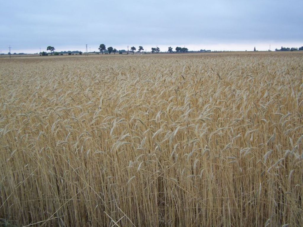 żyto, rynek zbóż, Międzynarodowa Rada Zbożowa