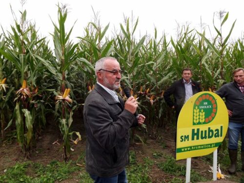 kukurydza, uprawa kukurydzy, właściwy dobór odmiany kukurydzy, Agropol, Ryki, lubelskie