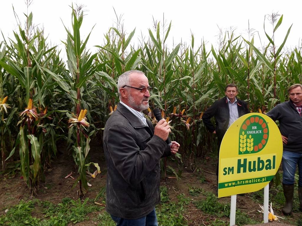 kukurydza, uprawa kukurydzy, właściwy dobór odmiany kukurydzy, Agropol, Ryki, lubelskie