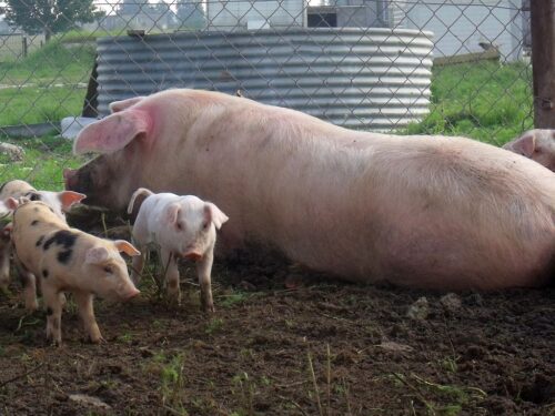 ustawa o ochronie zdrowia zwierząt, sejm, ochrona zwierząt, zwierzęta, ministerstwo rolnictwa, ewa lech, walka z asf