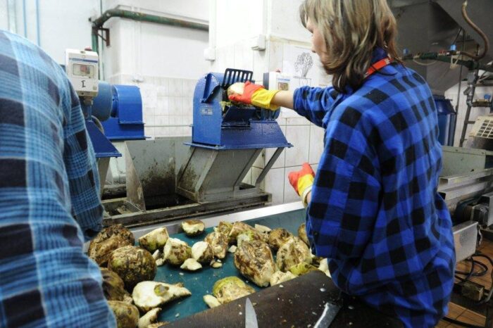 buraki_cukrowe_kontraktacja