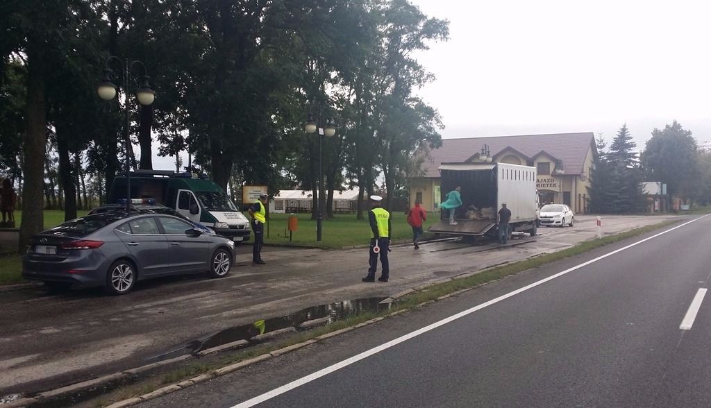 bydło, transport bydła, wyczerpane krowy, płowce, inspekcja transportu drogowego