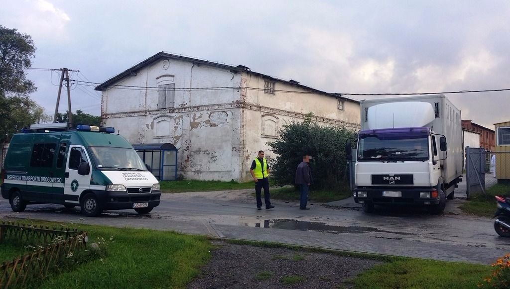 bydło, transport bydła, wyczerpane krowy, płowce, inspekcja transportu drogowego