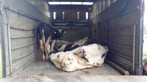 bydło, transport bydła, wyczerpane krowy, płowce, inspekcja transportu drogowego
