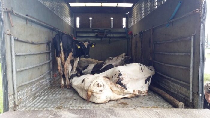 bydło, transport bydła, wyczerpane krowy, płowce, inspekcja transportu drogowego