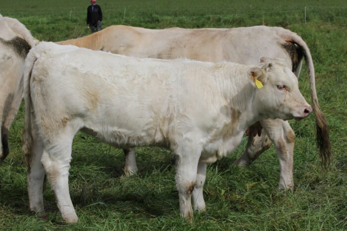 żywiec rzeźny, żywiec wołowy, rzywiec wieprzowy, żywiec drobiowy