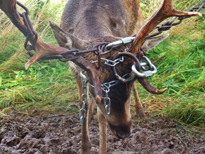 Ogólnopolskie Towarzystwo Ochrony Zwierząt Animals, daniel, znęcanie się na zwierzętami, pomorze, gmina szumud