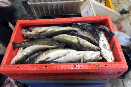 Rybołówstwo, Rybołówstwo morskie, połowy ryb, morze bałtyckie, łowiska morskie, System kontroli rybołówstwa