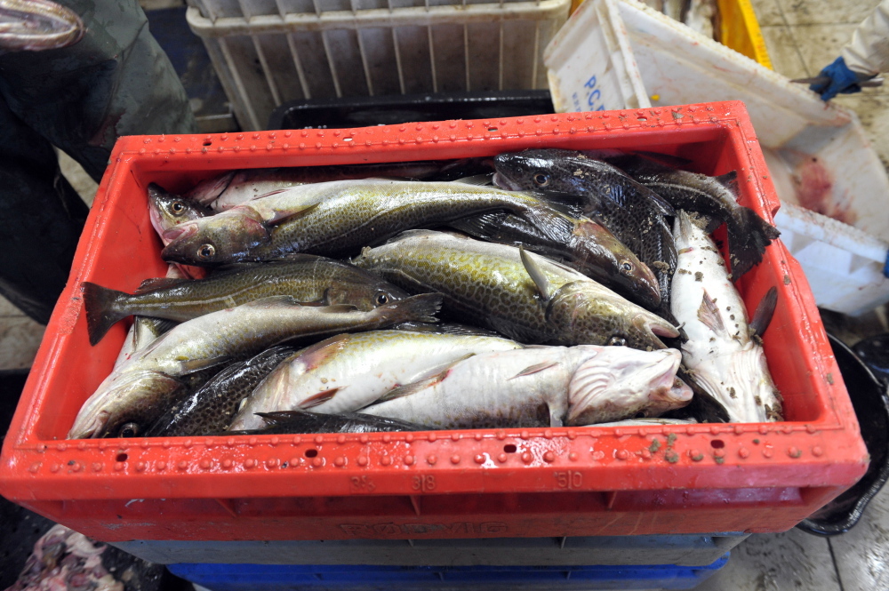 Rybołówstwo, Rybołówstwo morskie, połowy ryb, morze bałtyckie, łowiska morskie, System kontroli rybołówstwa