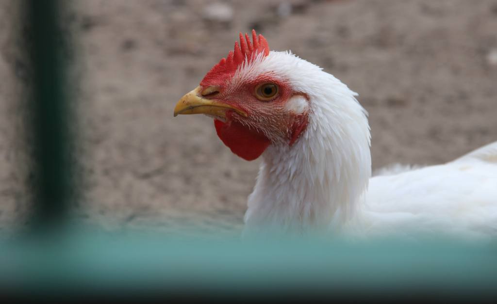 produkcja drobiu, rynek mięsa, komisja europejska
