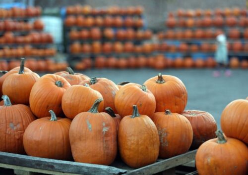 dynia, najcięższa dynia, gus, główny urząd statystyczny