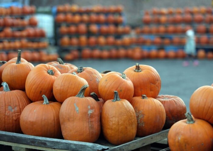 dynia, najcięższa dynia, gus, główny urząd statystyczny