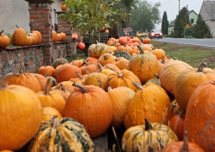 dynia, warzywa, ceny, Bronisze, cukinia, kabaczki, ceny w Broniszach