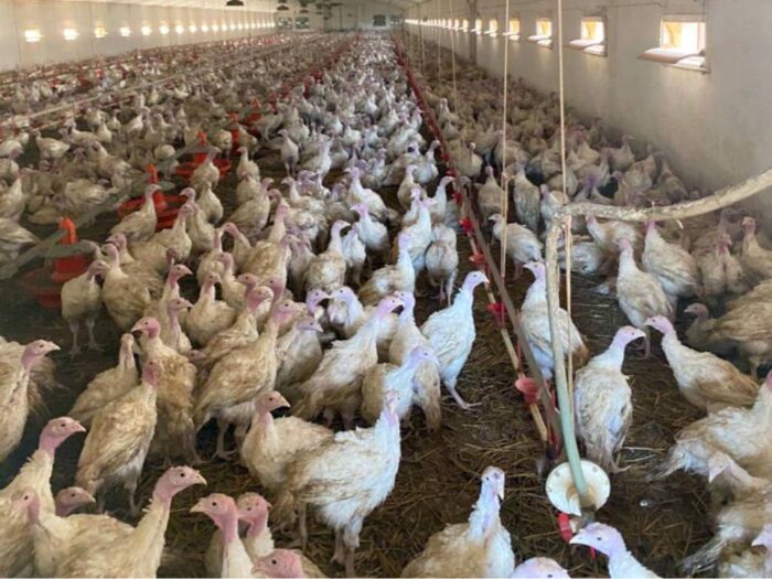 Stowarzyszenie Rolników Indywidualnych Warmii i Mazur , grypa ptaków, stado indyków