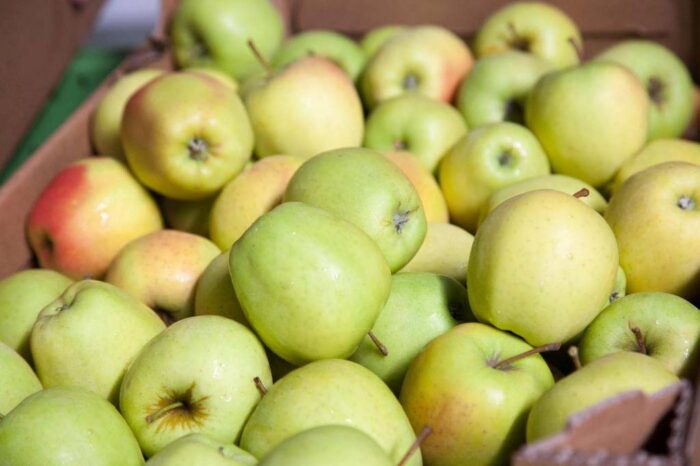 rynek hurtowy w broniszach, owoce i warzywa, Maciej Kmera, kapusta czerwona i biała, jabłka