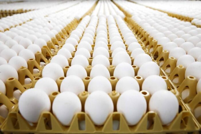 jaja, fipronil, jaja skażone fipronilem, uniknięcie skażenia jaj szkodliwymi substancjami