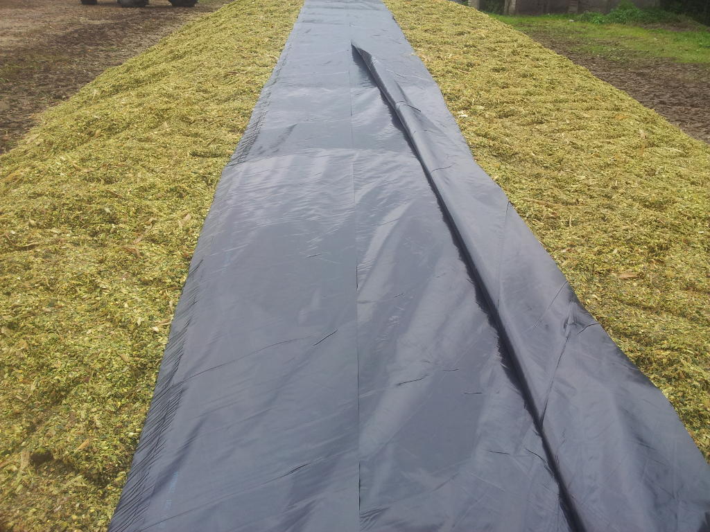 kukurydza, kiszonka, pryzma, folia