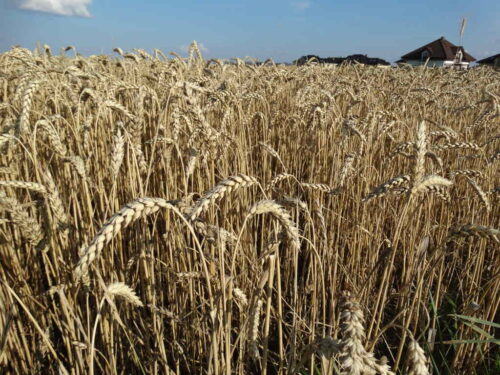 pszenica ozima, kłosy, plantacja
