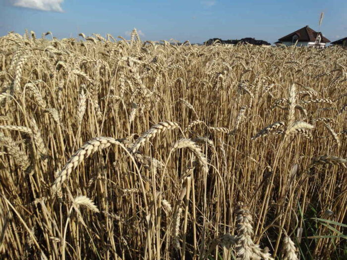 pszenica ozima, kłosy, plantacja