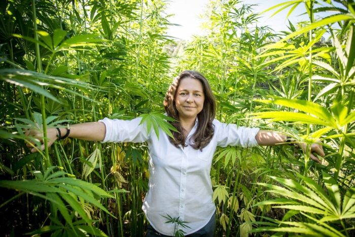 konopie włókniste, uprawa, konopie, uprawa konopi, Ewa Melania Gryt