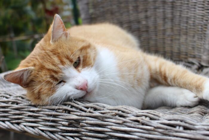 ustawa o identyfikacji zwierząt, centralna baza danych o właścicielach psów i kotów, psy, koty