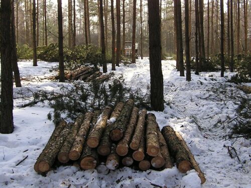 lasy państwowe, korupcja, podleśniczy, opolszczyzna, namysłów