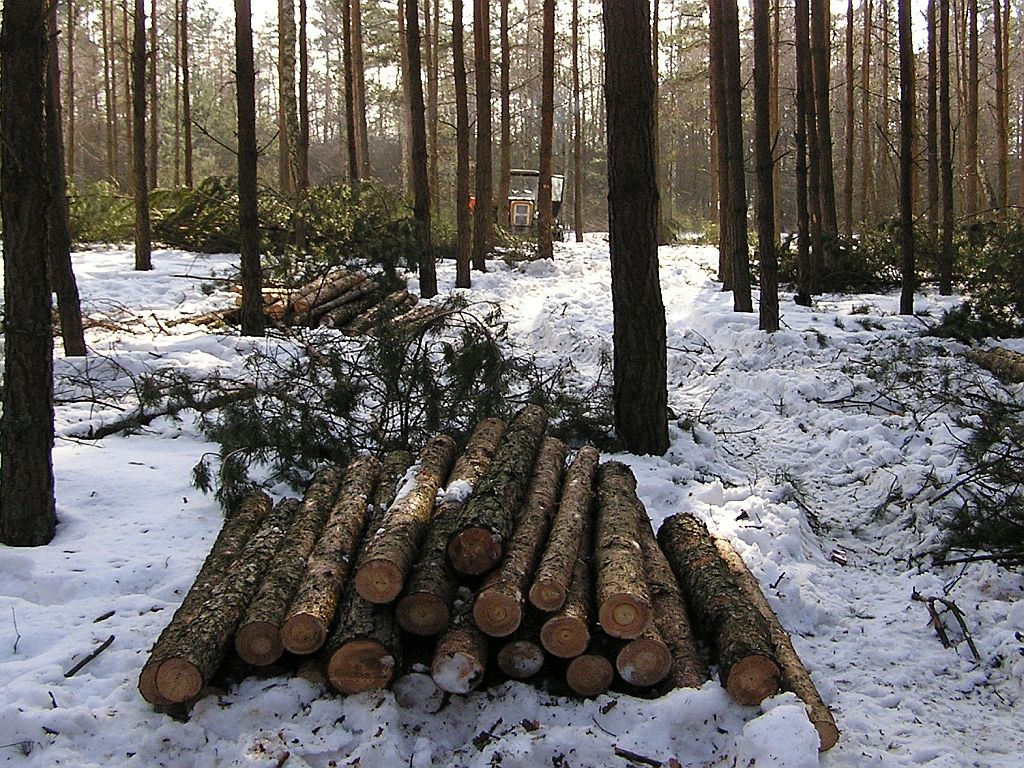 lasy państwowe, korupcja, podleśniczy, opolszczyzna, namysłów