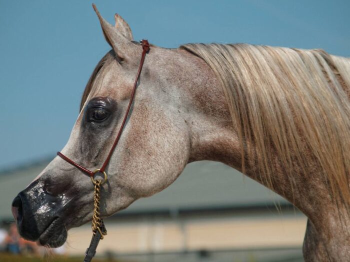 Michałowice, Kraków, I Krakowska Aukcji Koni Arabskich, konie arabskie, aukcja w Michałowicach