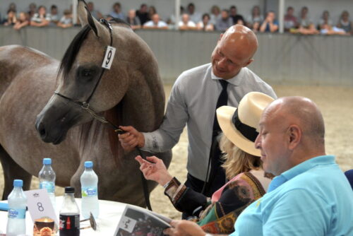 I Krakowska Aukcja Koni Arabskich w Michałowicach, michałowice, aukcja koni arabskich