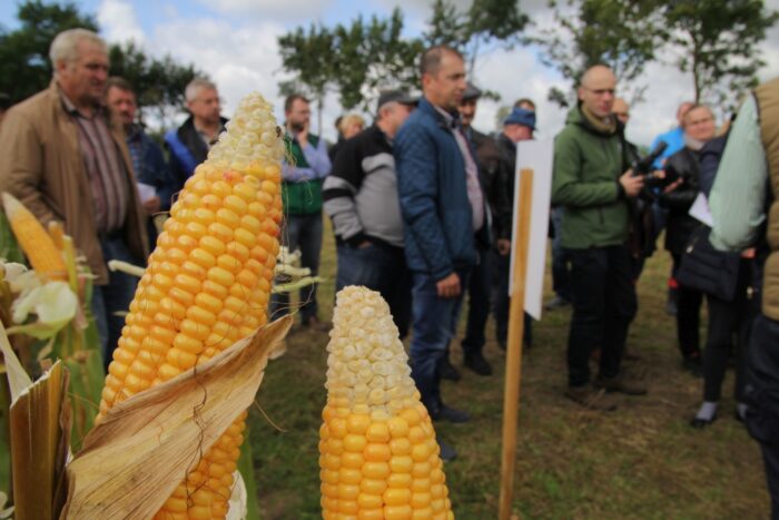dni kukurydzy, bydło mleczne, produkcja mleka, kukurydza