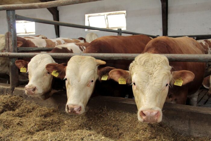 piątka dla zwierząt, zakaz hodowli norek, ubój rytualny, krir