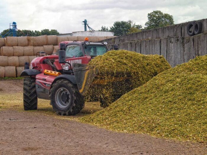 osadkowski, zielin, pomorze zachodnie, zielona pola lato