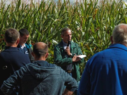 osadkowski, zielin, pomorze zachodnie, zielona pola lato