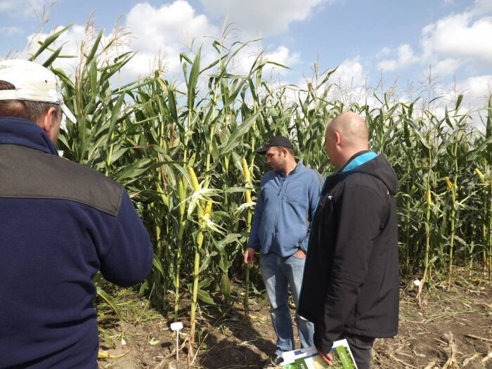 uprawa kukurydzy, Dzień Kukurydzy w Osinach, Puławy, lubelskie, kukurydza
