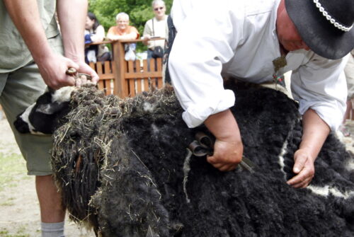 strzyżenie owiec, owce, Park Etnograficzny nad Węgorapą, węgorzewo, warsztaty strzyżenia owiec